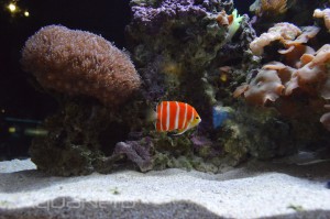 Peppermint Angel - Waikiki Aquarium