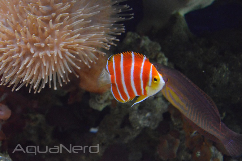 Peppermint Angelfish (Paracentropyge boylei)