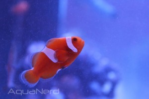 Proaquatix Tangerine Albino Clownfish
