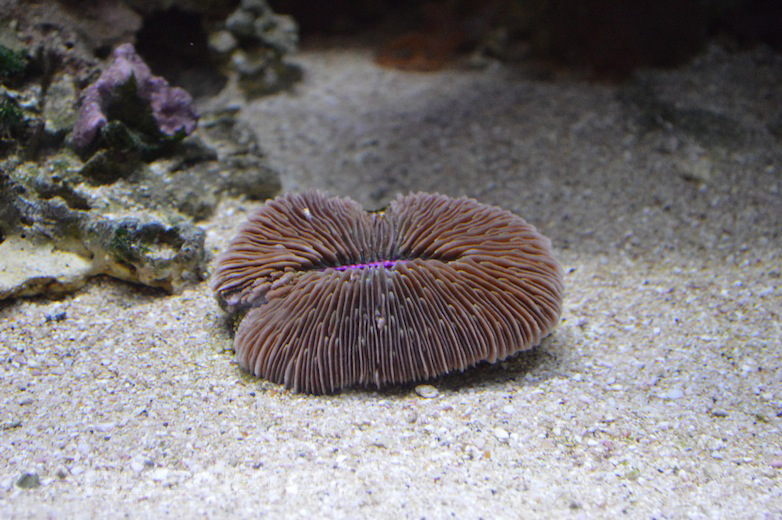 Purple Fungia Coral - Waikiki Aquarium