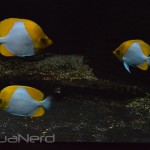 Pyramid Butterflyfish - Waikiki Aquarium