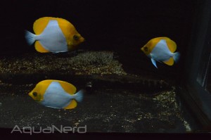 Pyramid Butterflyfish - Waikiki Aquarium