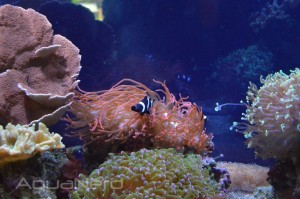 RBTA and B&W Ocellaris - Waikiki Aquarium