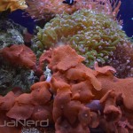 Red Mushroom Corals - Waikiki Aquarium