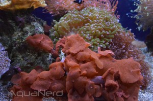 Red Mushroom Corals - Waikiki Aquarium