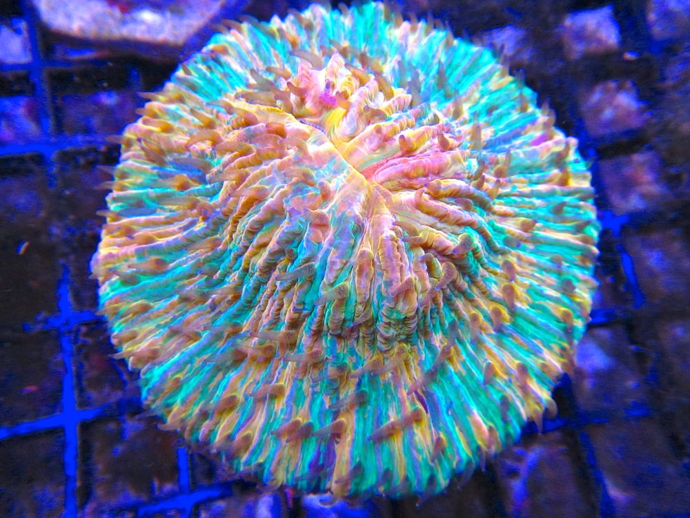 ReefKoi Fruity Pebbles Plate Coral