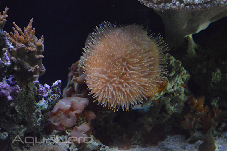 Soft Coral Display - Waikiki Aquarium