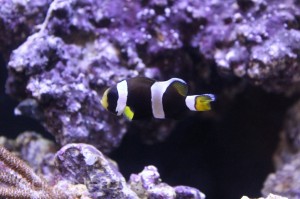 Sustainable Aquatics Latezonatus Clownfish