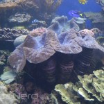 Tridacna gigas Clams - Waikiki Aquarium