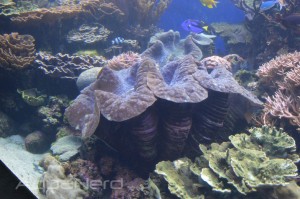 Tridacna gigas Clams - Waikiki Aquarium