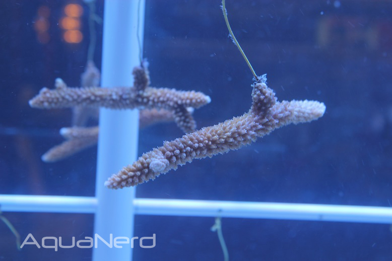 Acropora Propagation from Coral Restoration Foundation