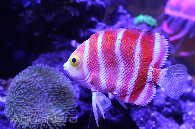 Eshopps Peppermint Angelfish