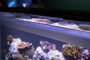 Fluval Rimless Aquarium with Hidden Water Line