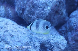 Foureyed Butterflyfish (Chaetodon capistratus)