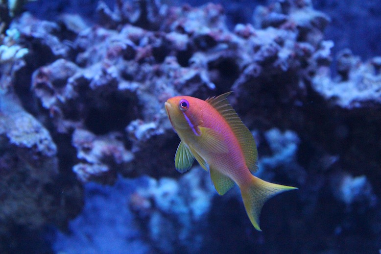 Lyretail Anthias Pseudanthias squamipinnis