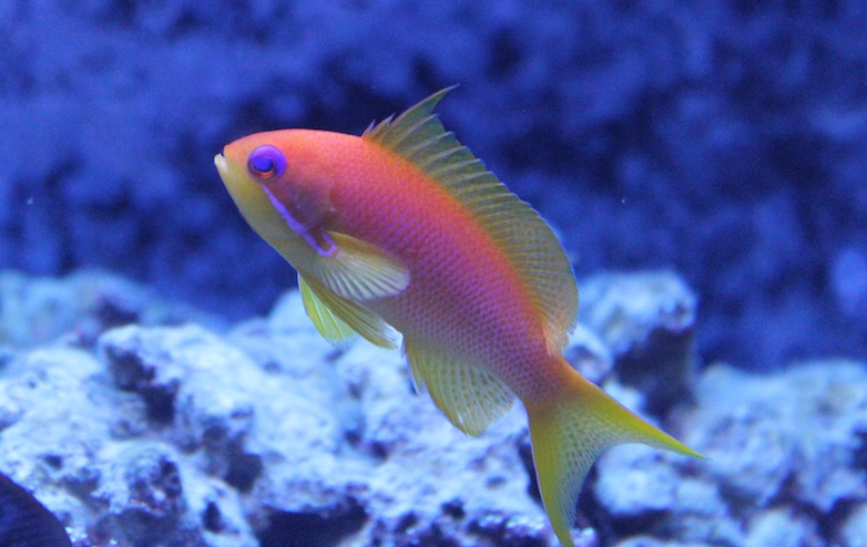 Lyretail Anthias (Pseudanthias squamipinnis)