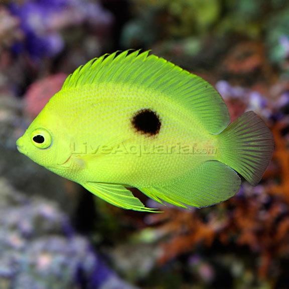 Narcosis Angelfish Centropyge narcosis