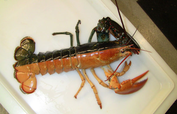 Orange and Black Lobster