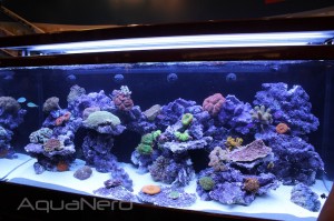 Red Sea Max S 650 Reef