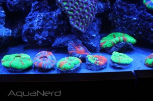 Scolymia Collection at World Wide Corals