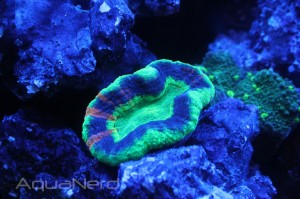 Scolymia at World Wide Corals