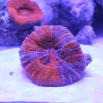 Warpaint Scolymia at CoralVue