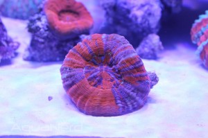 Warpaint Scolymia at CoralVue