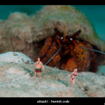 UW Attack - Hermit Crab by Jason Isley