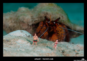UW Attack - Hermit Crab by Jason Isley