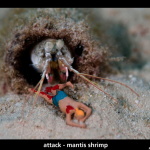 UW Invasion - Mantis Shrimp by Jason Isley