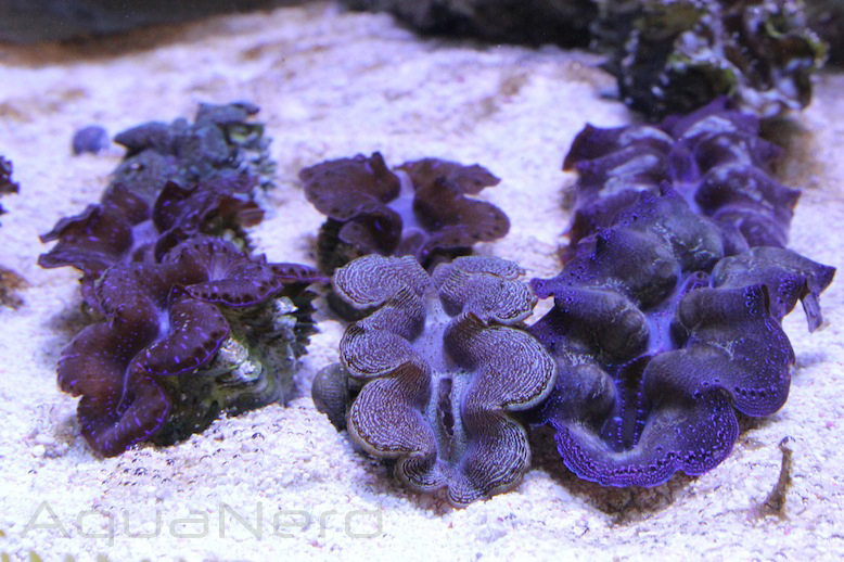 Tridacna clams from ORA