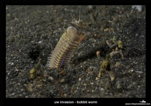 UW Invasion - Bobbit Worm by Jason Isley