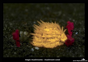 Workers - Magic Mushroom by Jason Isley