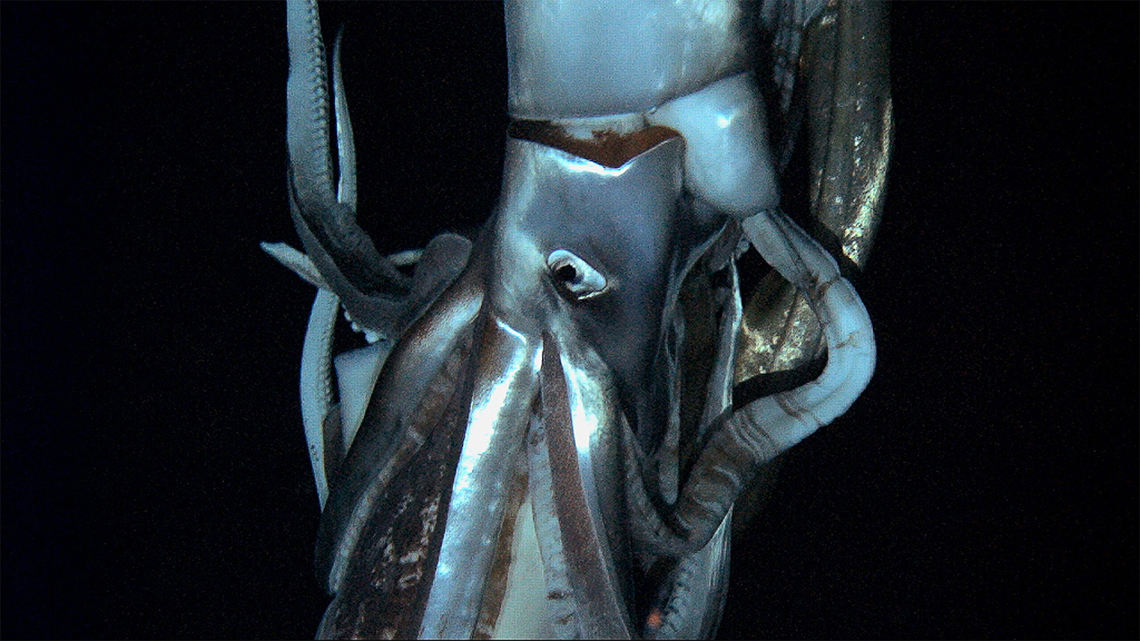 Architeuthis Giant Squid