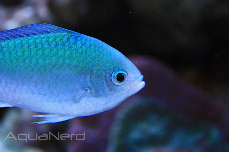 Blue Green Reef Chromis