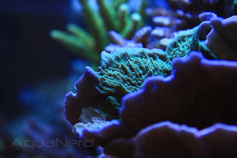 Green Montipora Plate Coral