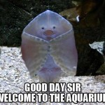 Aquarium Ray Meme