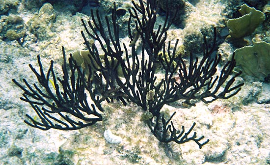 Black Coral