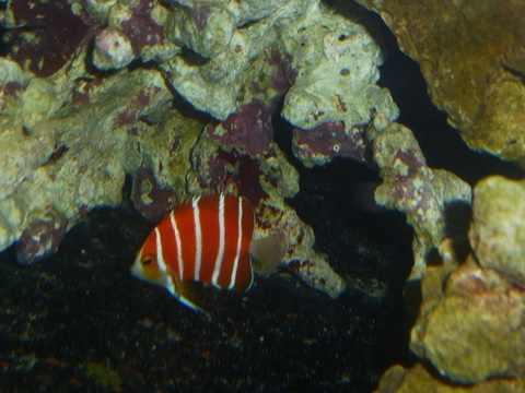 Blue Harbor Peppermint Angelfish