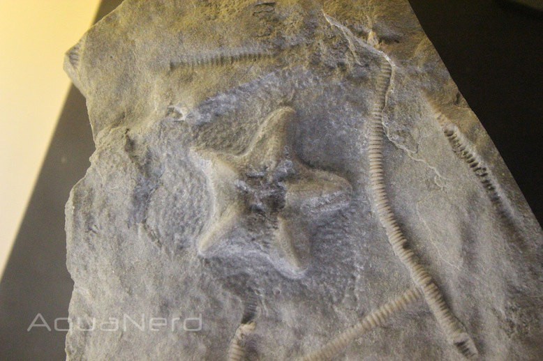 Fossilized Starfish at Houston Museum