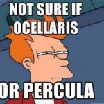 Ocellaris or Percula
