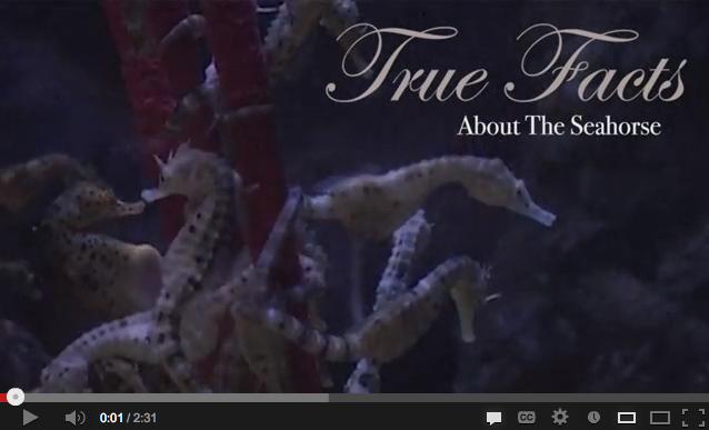 True Facts About the Seahorse