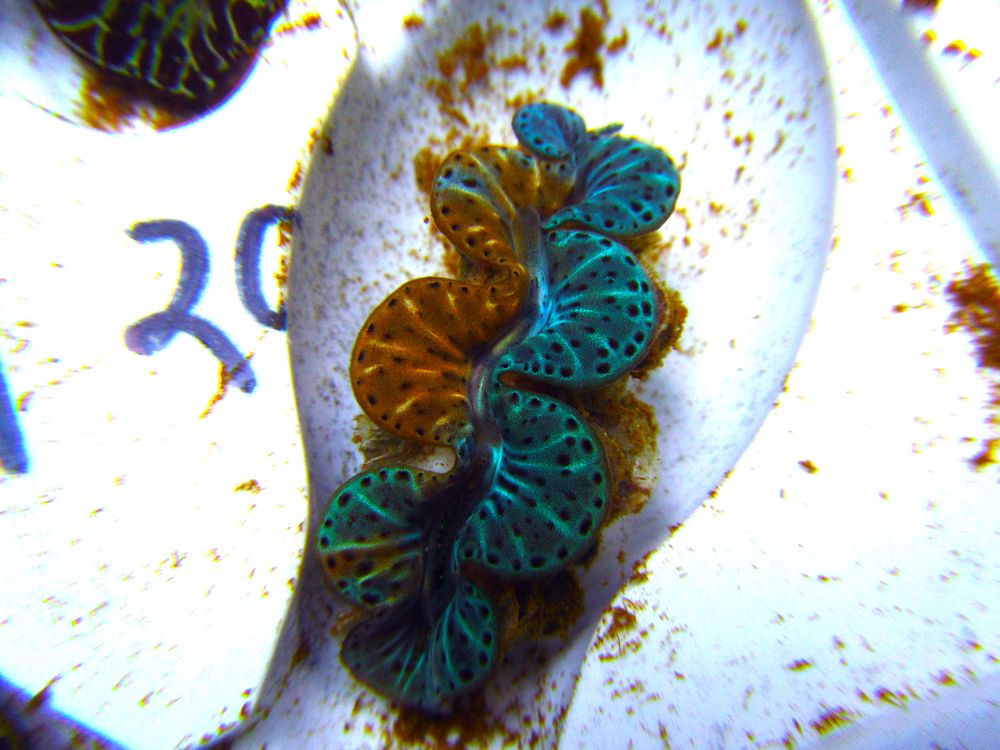 Two Face Maxima Clam