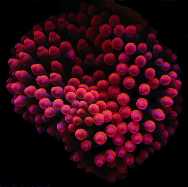 Tip of the Day – 6/20/2013 AquaNerd RBTA