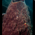 Conquering the Volcano - Barrel Sponge by Jason Isley