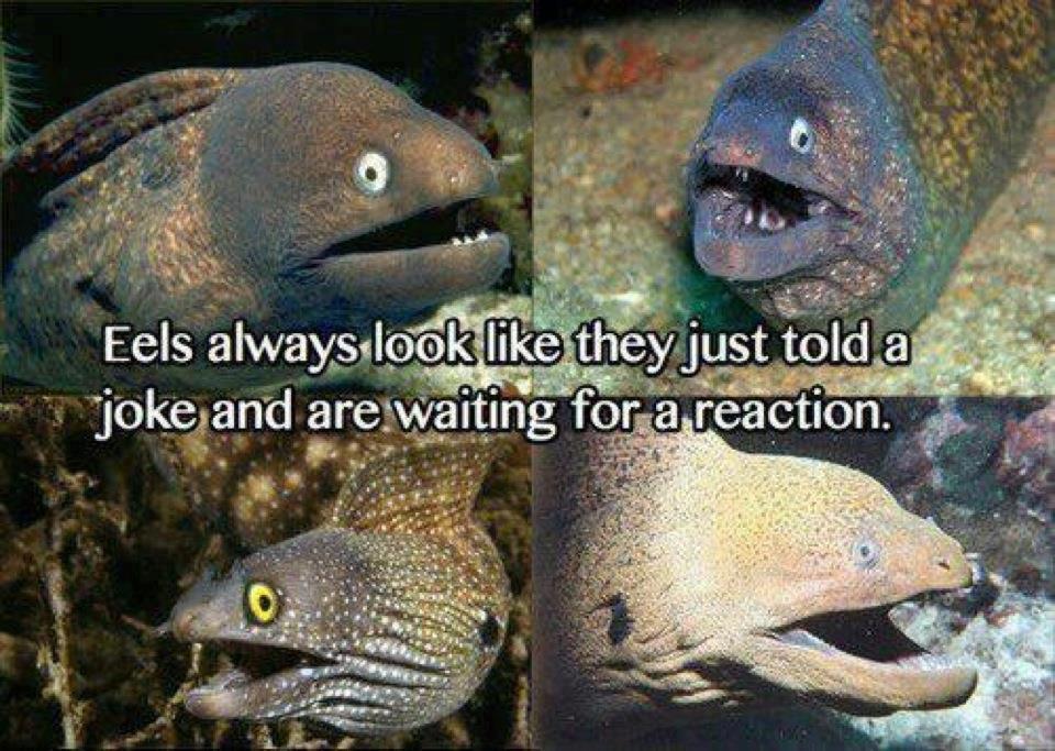 Eels Always Joking