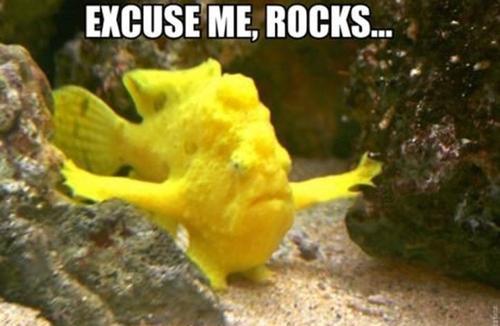 Excuse Me Rocks Frogfish