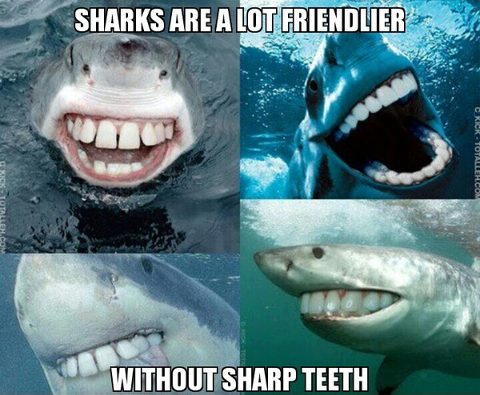 Friendly Sharks