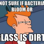 Fry Bacteria Bloom