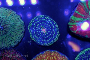 Green and Purple Plate Coral at NextWave